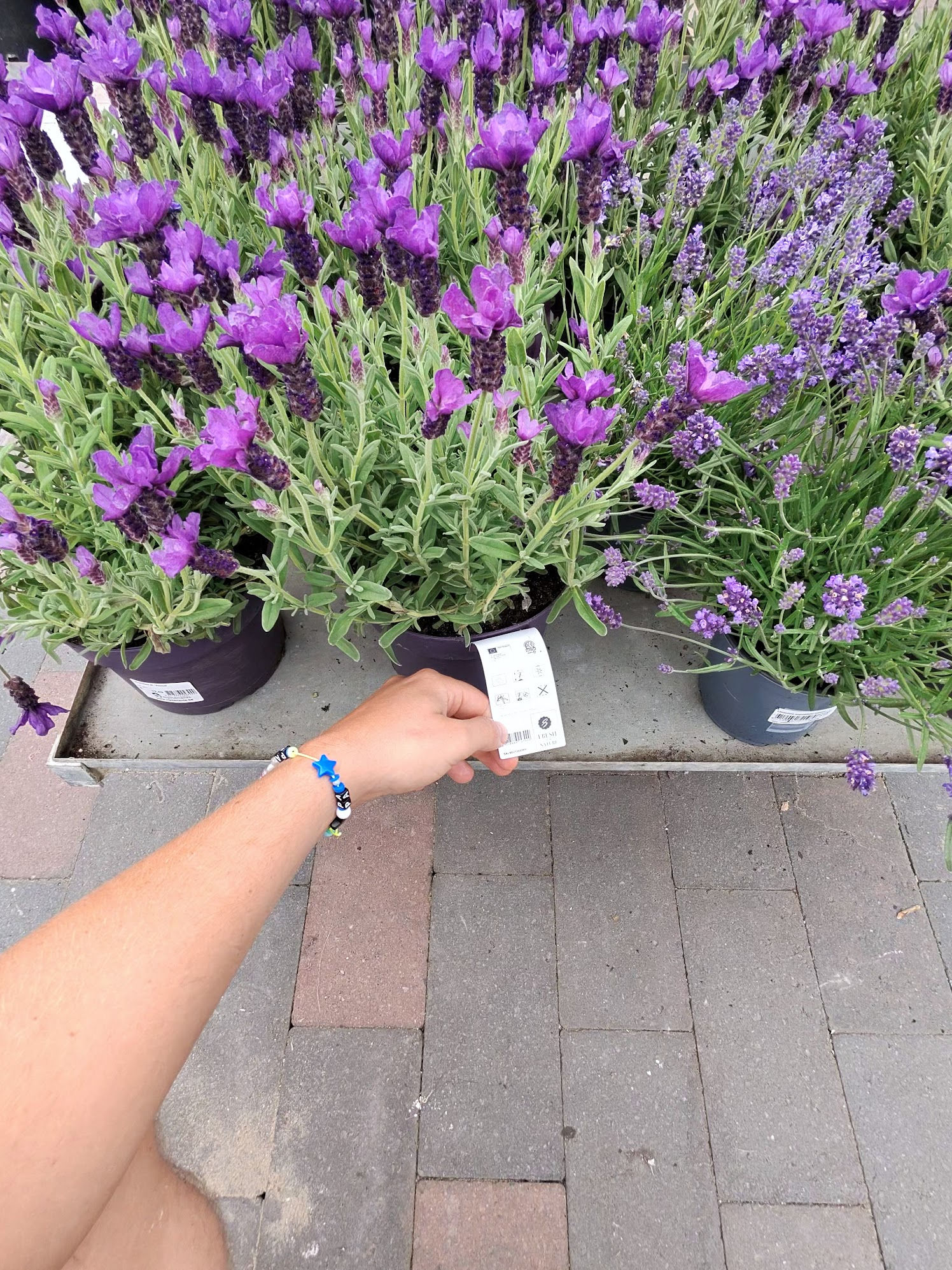 Hand holding a lavender plant tag at the nursery, surrounded by flowering lavender